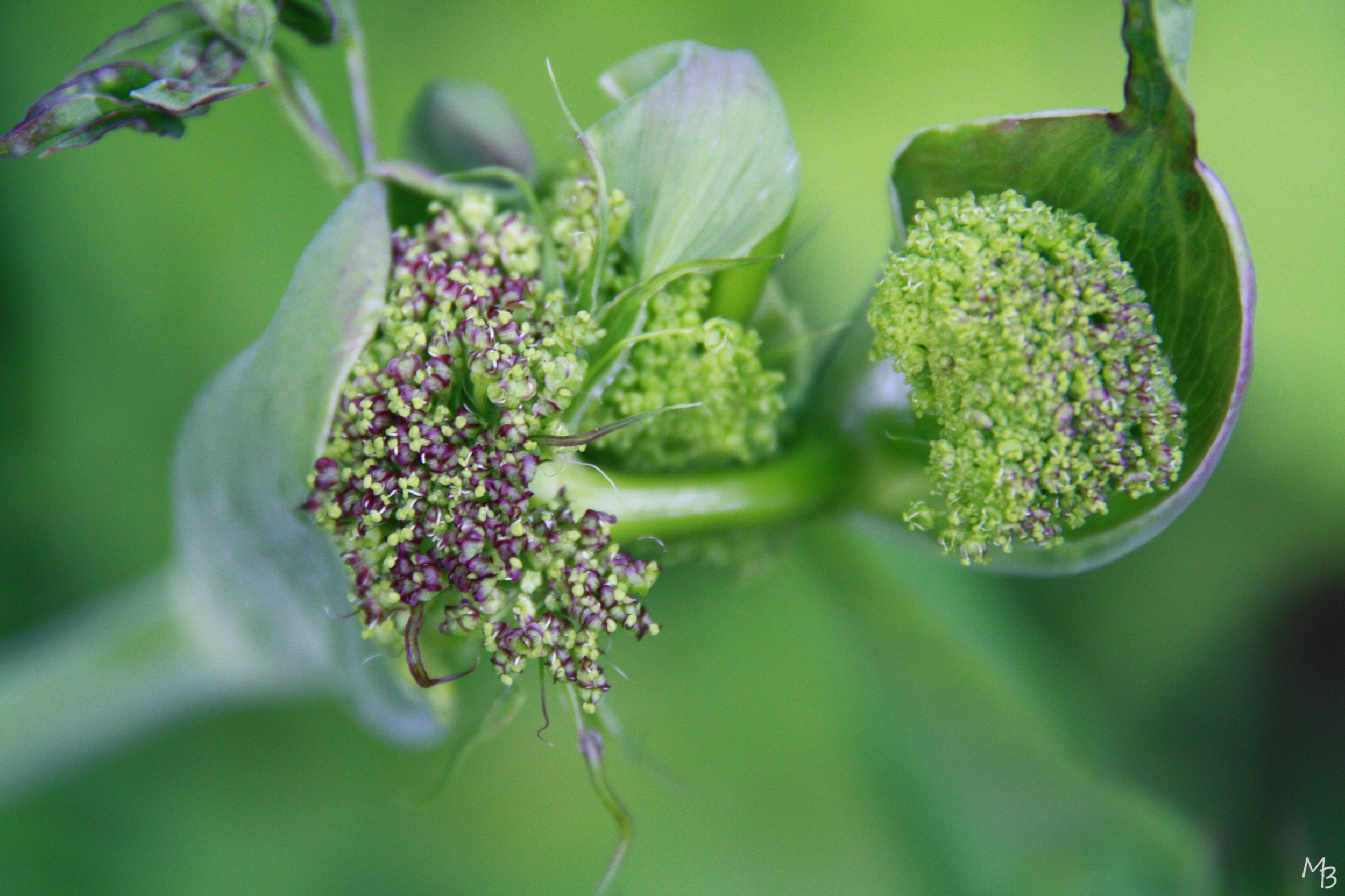 Marian Buurman - Engelwortel - 2012;07;12;juli;Plant;bloem;bloemen;Flora;kleur;canon;Eos;450;;